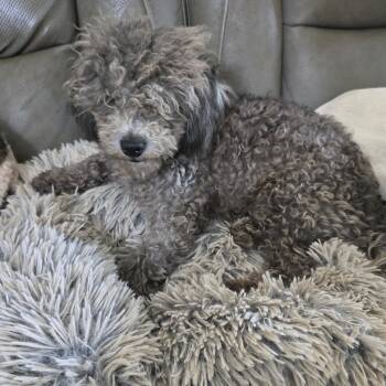 Asher -  Poodle Dog for Adoption in Zaleski, Ohio - Asher | PetCurious