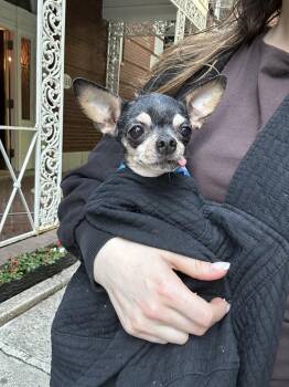 Nellie -  Chihuahua Dog for Adoption in New York, New York - Nellie | PetCurious