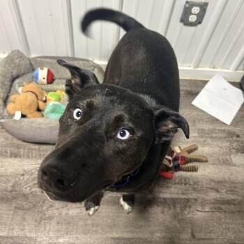 Rescue Black Labrador Retriever and Husky Dogs for Adoption in Alma, Michigan - Zippy | PetCurious