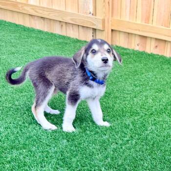 Striker -  Golden Retriever Dog for Adoption in La Grange, Kentucky - Striker | PetCurious