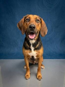 HAROLD GEORGE -  Treeing Walker Coonhound Dog for Adoption in Peoria, Illinois - HAROLD GEORGE | PetCurious