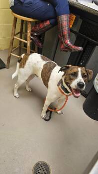 SNOOPY -  Hound and Mixed Breed Dog for Adoption in Crossville, Tennessee - SNOOPY | PetCurious