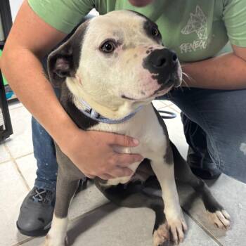 Mallory Swanson -  Mixed Breed Dog for Adoption in Savannah, Georgia - Mallory Swanson | PetCurious