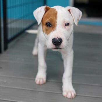 Glow Worm -  Pit Bull Terrier and Mixed Breed Dog for Adoption in Bradenton, Florida - Glow Worm | PetCurious