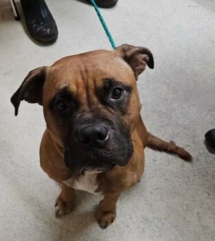 Bruno -  Boxer and American Staffordshire Terrier Dog for Adoption in Albany, Georgia - Bruno | PetCurious