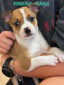 Kimberly -  Boxer Dog for Adoption in Carmel Hamlet, New York - Kimberly | PetCurious