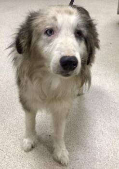 Rescue Australian Shepherd Dogs for Adoption in Riverside, California - WEBBY | PetCurious