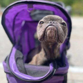 French Bulldog Dogs Available for Adoption in Warren, Ohio - Jerry | PetCurious