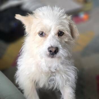 Finley -  Tibetan Terrier Dog for Adoption in Raleigh, North Carolina - Finley | PetCurious