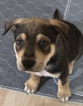 Rescue Mixed Breed Dogs for Adoption in Lake View, New York - Cap