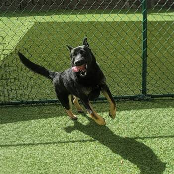 Archie 3011 -  German Shepherd Dog Dog for Adoption in Loxahatchee Groves, Florida - Archie 3011 | PetCurious