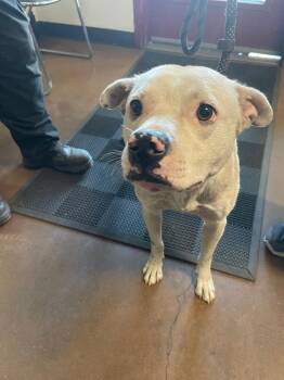 Linus -  Pit Bull Terrier and Mixed Breed Dog for Adoption in Chico, California - Linus | PetCurious