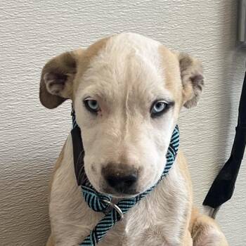 107817 -  Mixed Breed Dog for Adoption in Las Cruces, New Mexico - 107817 | PetCurious