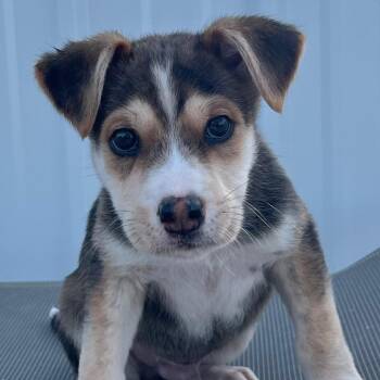 Shepherd Dogs Available for Adoption in Idaho Falls, Idaho - Barney | PetCurious