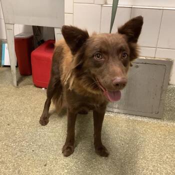 IVHS-Stray-139766 -  Australian Shepherd Dog for Adoption in San Gabriel, California - IVHS-Stray-139766 | PetCurious