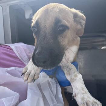 Baja Blast -  Shepherd and Mixed Breed Dog for Adoption in Edinburg, Texas - Baja Blast | PetCurious