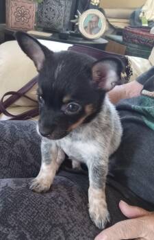 Cissy - PUPPY -  Chihuahua and Australian Cattle Dog Blue Heeler Dog for Adoption in Albuquerque, New Mexico - Cissy - PUPPY | PetCurious