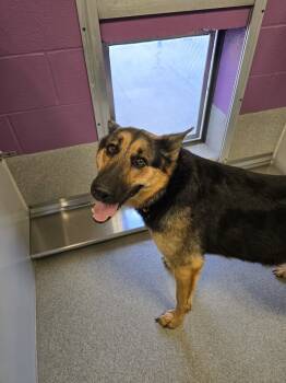Rescue German Shepherd Dog Dogs for Adoption in Wellington, Kansas - Roxy | PetCurious