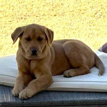 Great Pyrenees and Pit Bull Terrier Dogs Available for Adoption - Valentine | PetCurious