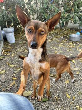 Chihuahua and Australian Cattle Dog Blue Heeler Dogs Available for Adoption in Ontario, California - Bart | PetCurious