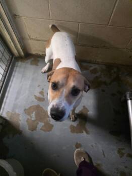 Jackson (AKA Buddy) -  English Pointer and Mixed Breed Dog for Adoption in Carthage, Missouri - Jackson (AKA Buddy) | PetCurious