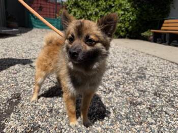 Pomeranian Dogs Available for Adoption in Santa Rosa, California - ROSCOE | PetCurious