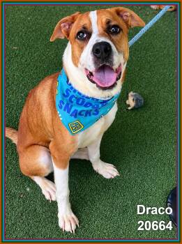DRACO -  Pit Bull Terrier and German Shepherd Dog Dog for Adoption in Marietta, Georgia - DRACO | PetCurious