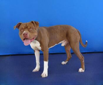 RESSE -  Pit Bull Terrier Dog for Adoption in Pasadena, California - RESSE | PetCurious