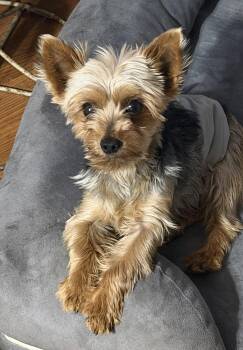 Yorkshire Terrier Dogs Available for Adoption in Sioux Falls, South Dakota - Ford | PetCurious