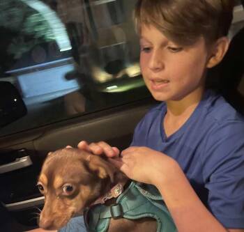 Fudge -  Chihuahua Dog for Adoption in Inez, Texas - Fudge | PetCurious