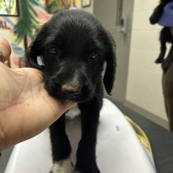 Wire Fox Terrier Dogs Available for Adoption in Lufkin, Texas - Gucci | PetCurious