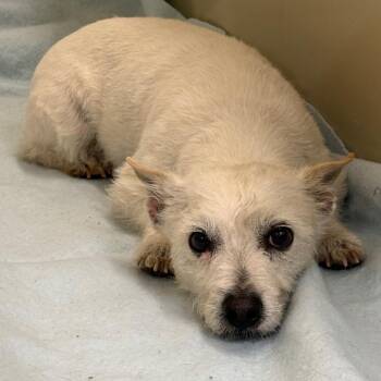 Chuco -  Terrier Dog for Adoption in Flagstaff, Arizona - Chuco | PetCurious