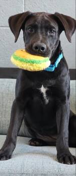 Hamilton -  Black Labrador Retriever and Great Dane Dog for Adoption in Cottonwood, Arizona - Hamilton | PetCurious