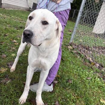 Forest -  Great Pyrenees and Labrador Retriever Dog for Adoption in New Castle, Indiana - Forest | PetCurious