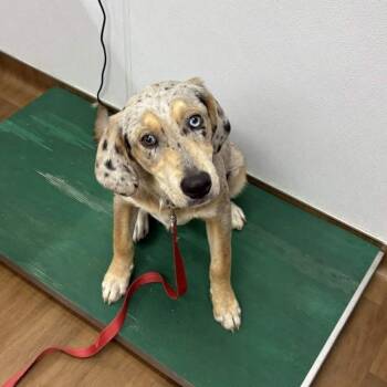 Catahoula Leopard Dog Dogs Available for Adoption - Frankie | PetCurious
