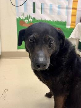 Amelia -  Labrador Retriever Dog for Adoption in Webster, Wisconsin - Amelia | PetCurious