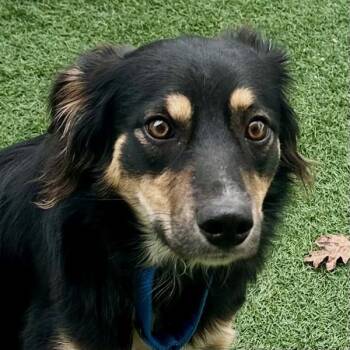 Border Collie and Australian Shepherd Dogs Available for Adoption - Ivy | PetCurious