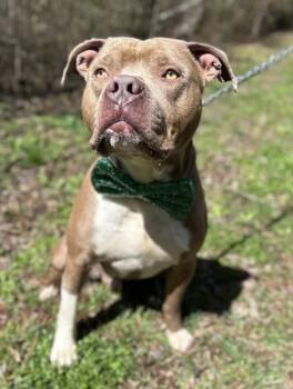 Mixed Breed Dogs Available for Adoption - Jerry  | PetCurious