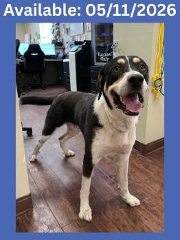 Cattle Dog and Mixed Breed Dogs Available for Adoption in Greenville, Texas - Dog Kennel #11 Carter | PetCurious