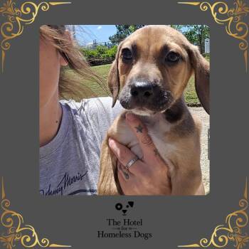 Labrador Retriever and Hound Dogs Available for Adoption in Cumberland, Rhode Island - Diesel | PetCurious
