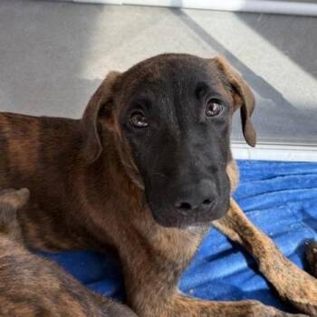Linus -  Mixed Breed Dog for Adoption in Bentonville, Arkansas - Linus | PetCurious