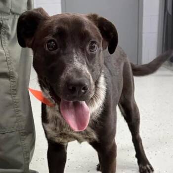Pebbles -  Black Labrador Retriever and Mixed Breed Dog for Adoption in Marion, Virginia - Pebbles | PetCurious