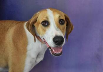 Labrador Retriever and Mixed Breed Dogs Available for Adoption in Fort Lauderdale, Florida - DANESA | PetCurious