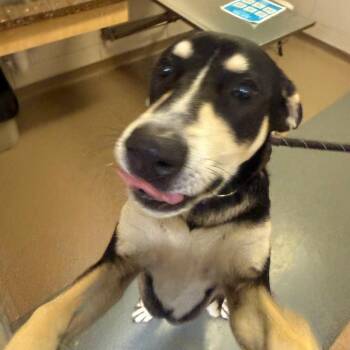 Ranger -  German Shepherd Dog and Mixed Breed Dog for Adoption in Chicago, Illinois - Ranger | PetCurious