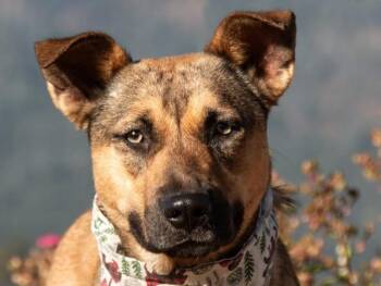 Rescue Australian Cattle Dog Blue Heeler Dogs for Adoption in San Andreas, California - Zoe | PetCurious