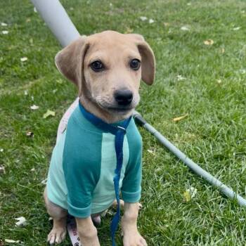 Rescue Beagle and Mixed Breed Dogs for Adoption in Shorewood, Illinois - Crowley | PetCurious