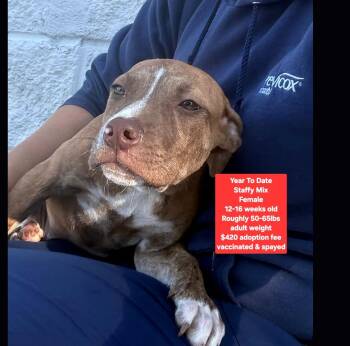 Year To Date -  Staffordshire Bull Terrier Dog for Adoption in Oviedo, Florida - Year To Date | PetCurious