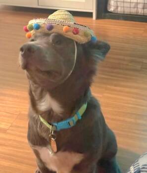 Scout -  Australian Kelpie Dog for Adoption in St. Augustine, Florida - Scout | PetCurious