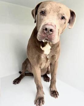 A658886 -  Pit Bull Terrier and Mixed Breed Dog for Adoption in Houston, Texas - A658886 | PetCurious