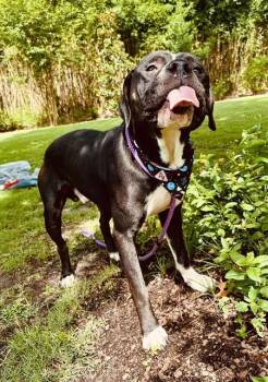 Rescue American Staffordshire Terrier and Pit Bull Terrier Dogs for Adoption in Houston, Texas - Arnie | PetCurious